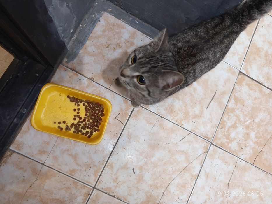 Котенок  серый  мальчик