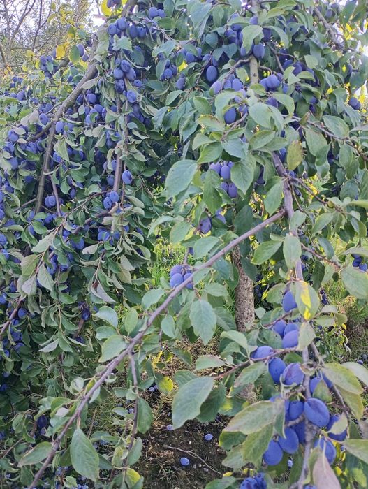 Prune bistritene de vanzare