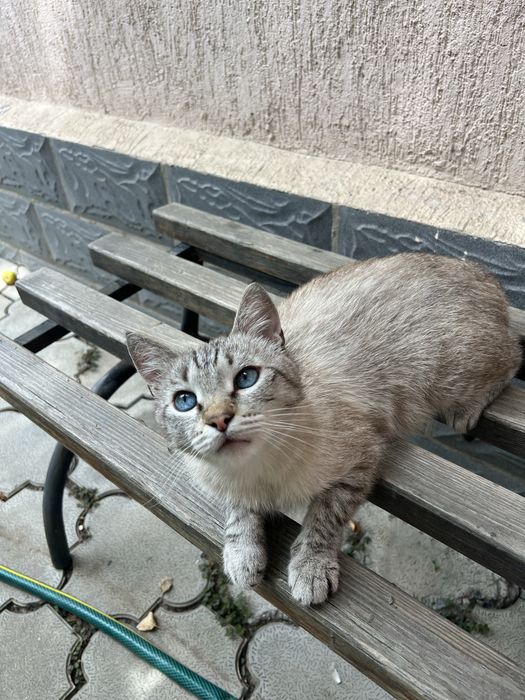 Отдам Кота В Добрые Руки