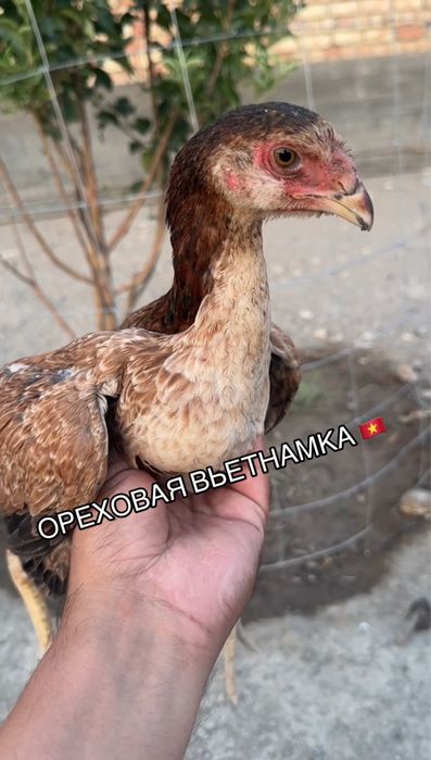Дакан, чемпион линия.