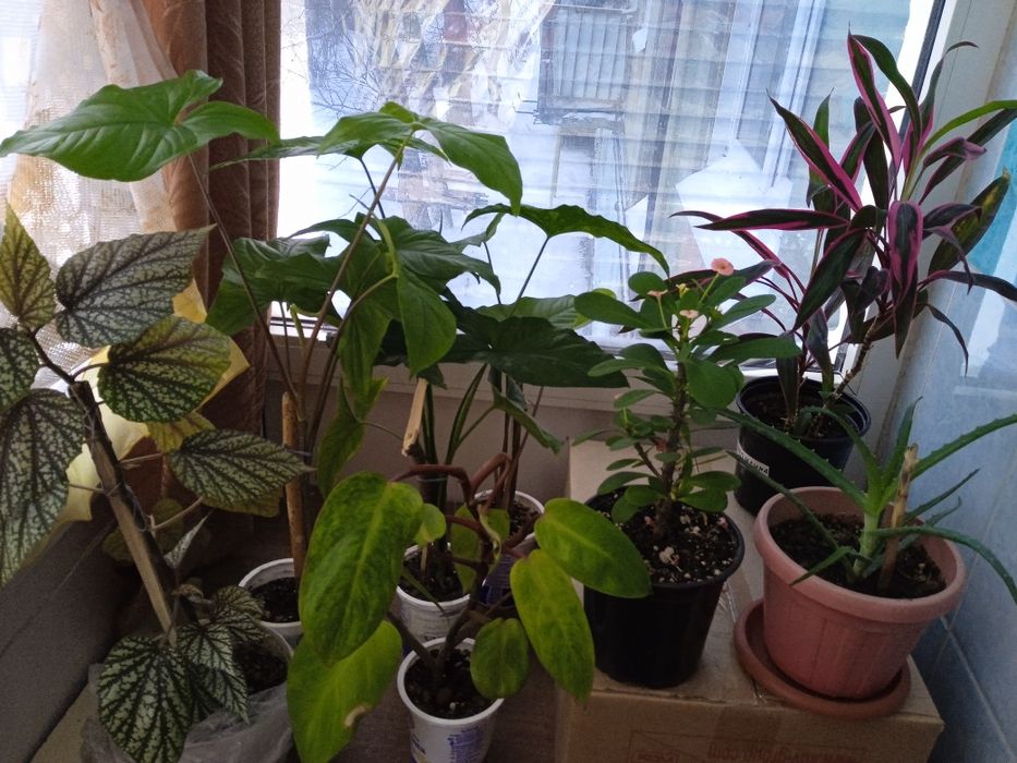 Продажа комнатных цветов