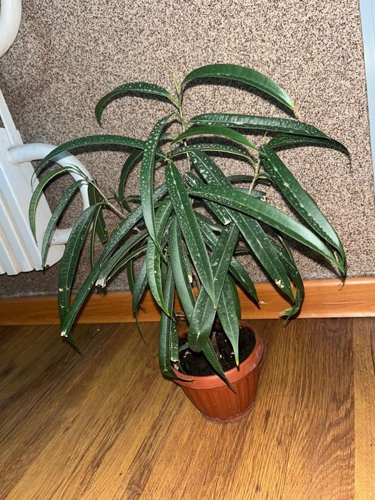 Продаю срочно комнатные