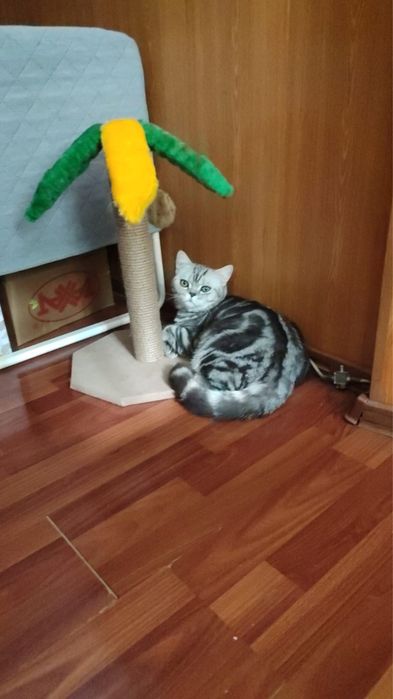Отдам кота скотиш филл порода, в добрые хорошие руки