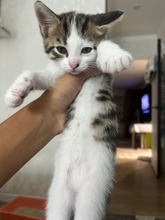 Отдам котят даром в добрые руки