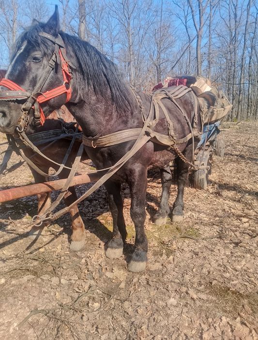 Vând armăsar de 4 ani