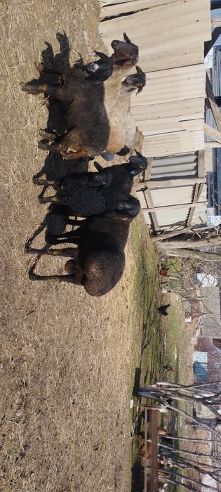 Продается жирный кошкар