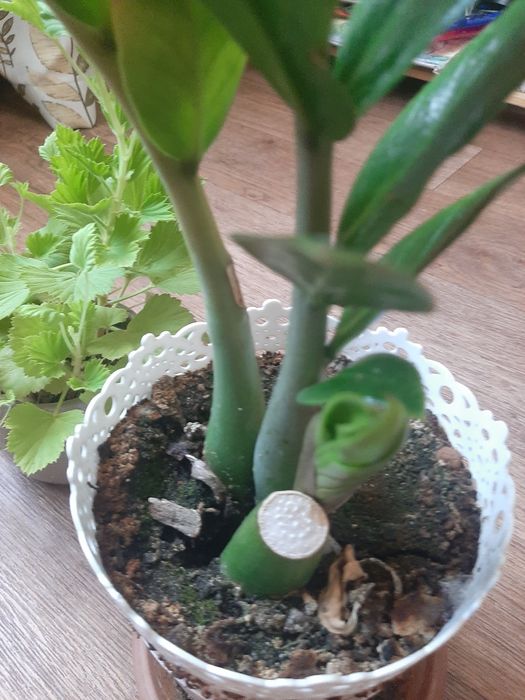 Продам денежное дерево