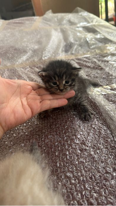 Котята малыши ,чистенькие