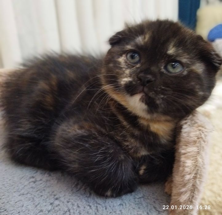 Продается шотландский котёнок