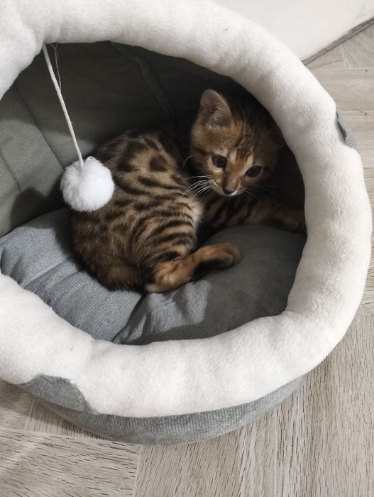 бенгальский котик