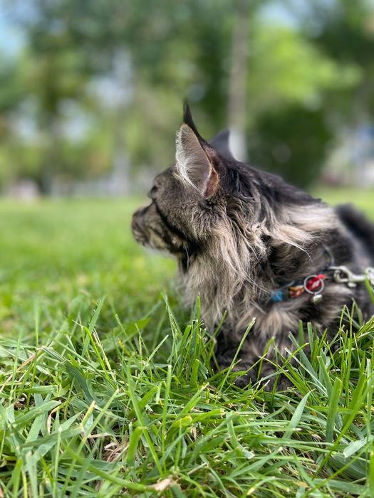 Вязка. Порода Мейн Кун