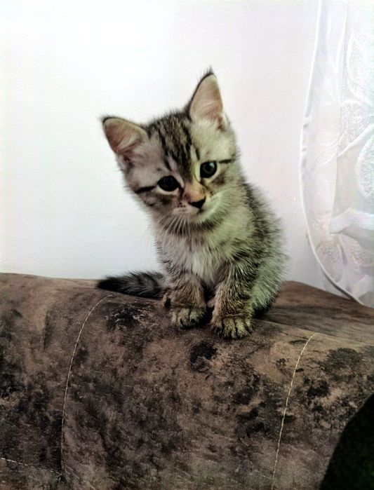 Животные кошечка