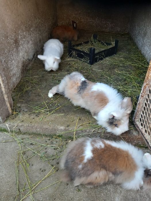 Vând iepuri cap de leu