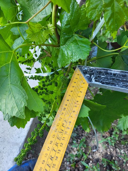 Виноград черенки