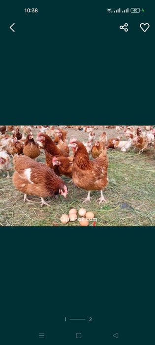 Куры Ломан Браун