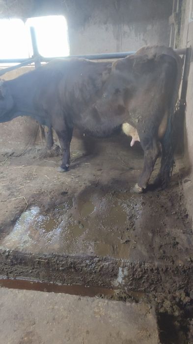 Продам корову...