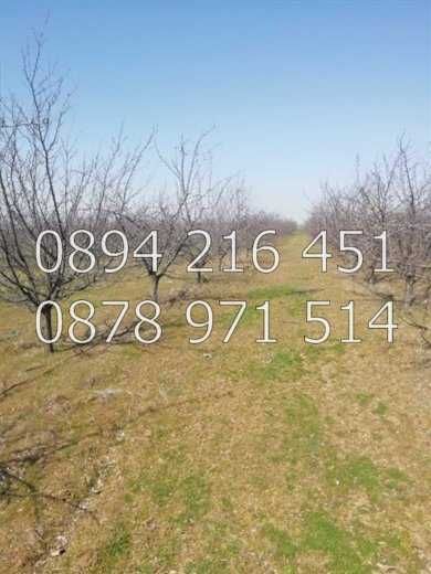 КОДг 17149. Овощна градина  8200м2, засята със сини сливи сорт Стенлей