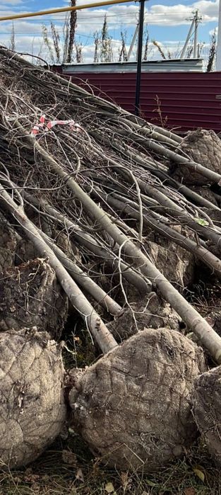 Липа стволы толстый прямые