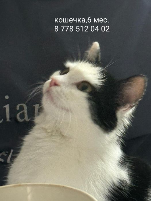 Кошечка,6 мес. .в добрые руки