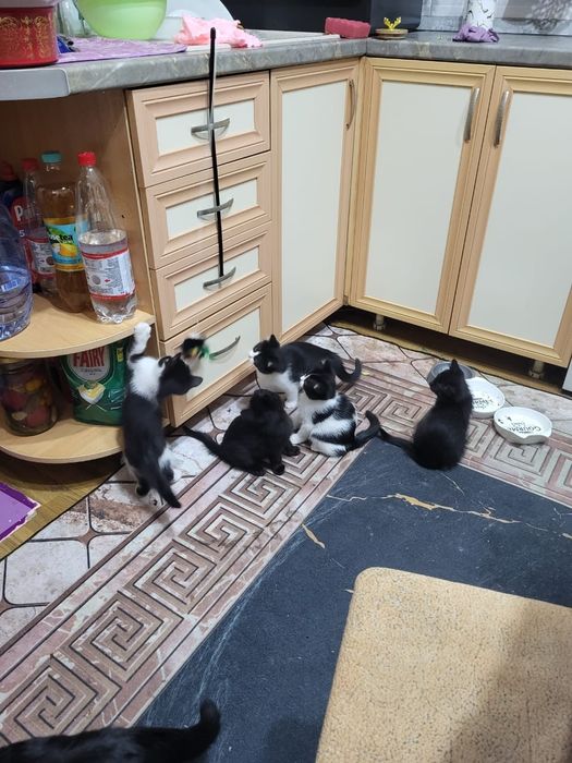 Котят в надёжные руки