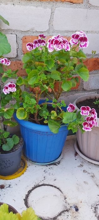 Продам герань Ангел