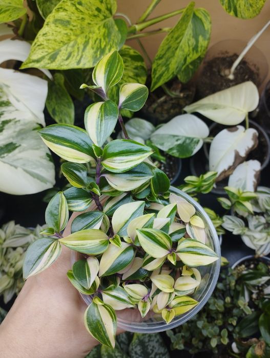 Комнатные растения все по 1000