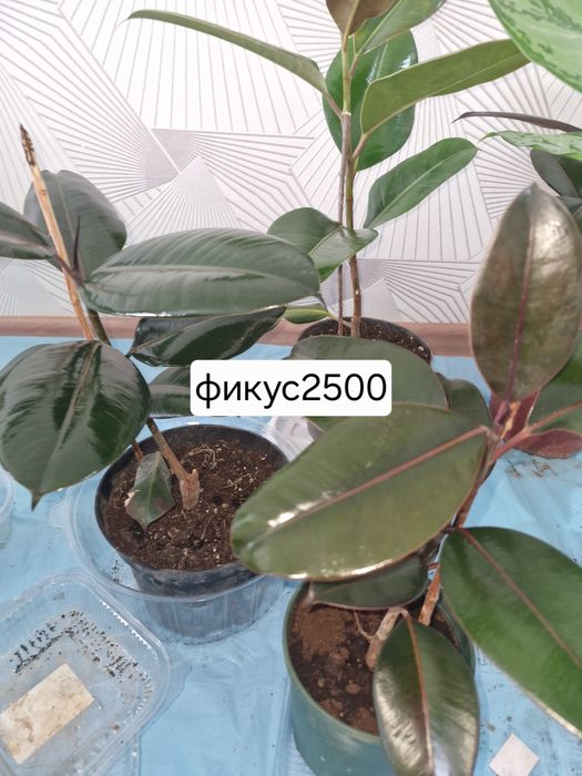 Домашые цветы дешево