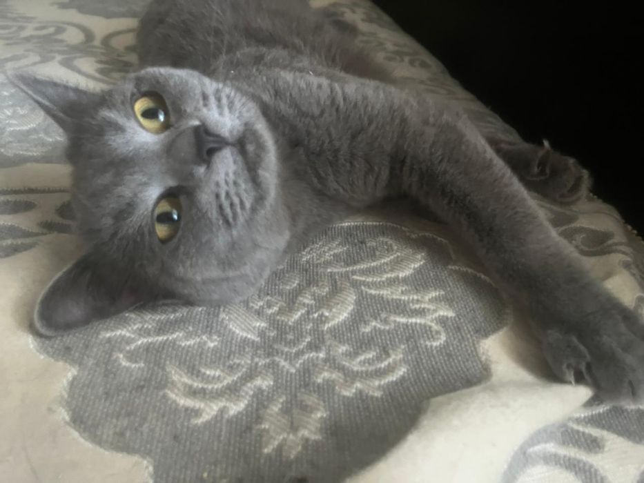 Отдам двух котов