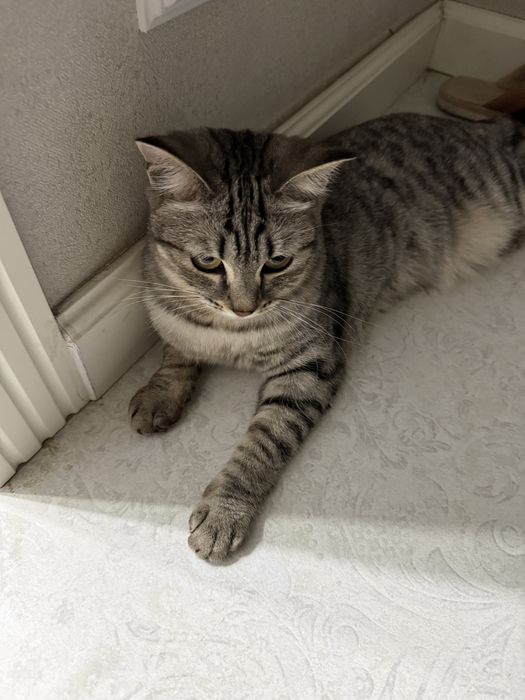 Отдам в хорошие руки кошку