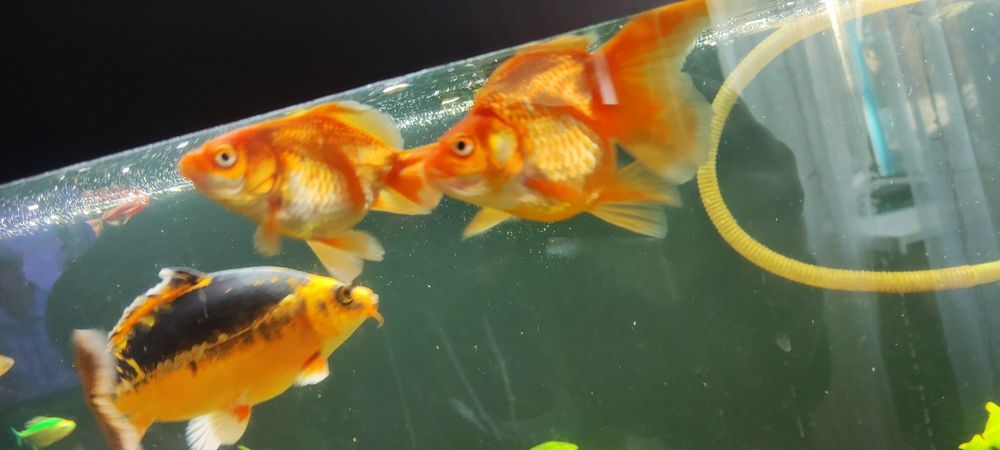 Рыбки аквариумные..  срочно ..