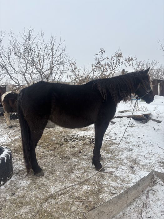 Бие сатамын, продам кобылу