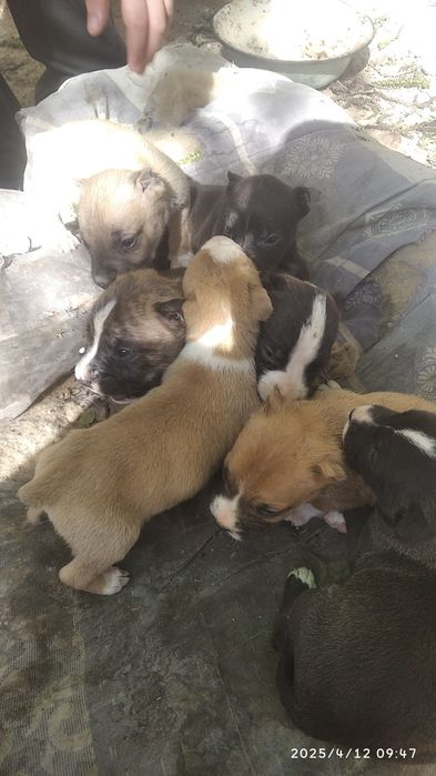 Продаются щенки породы питстафф