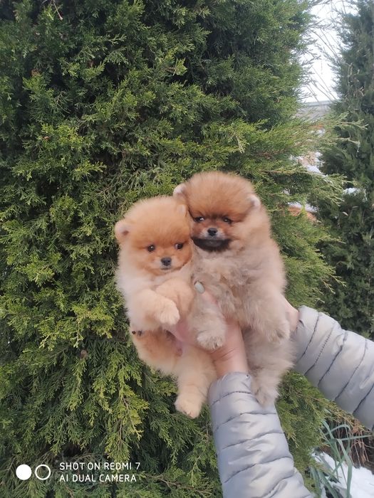 Щенки померанского шпица