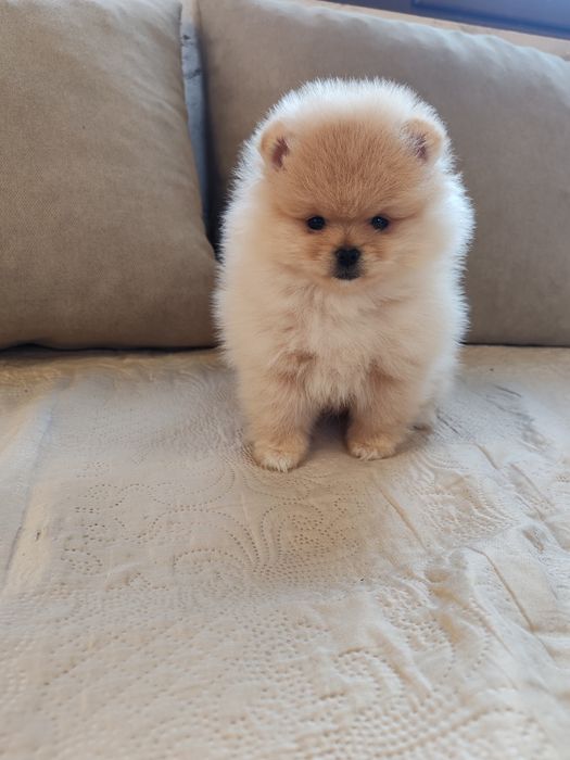 Померан мини померанчета.