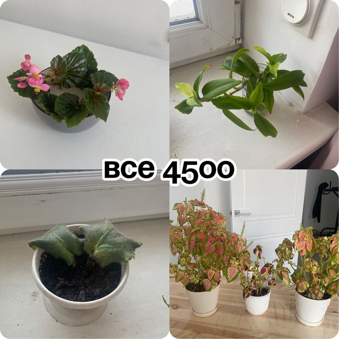 Цветы домашние цветущие