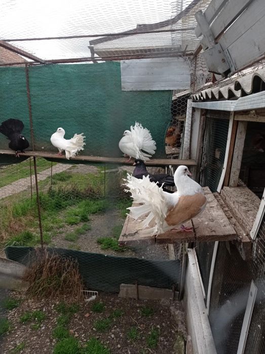 Disponibili porumbei voltați