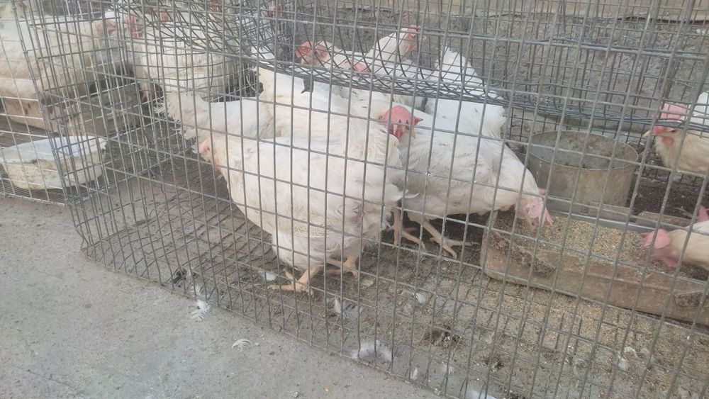 Курыыыыыы несушки несутся по линии яецоводство .