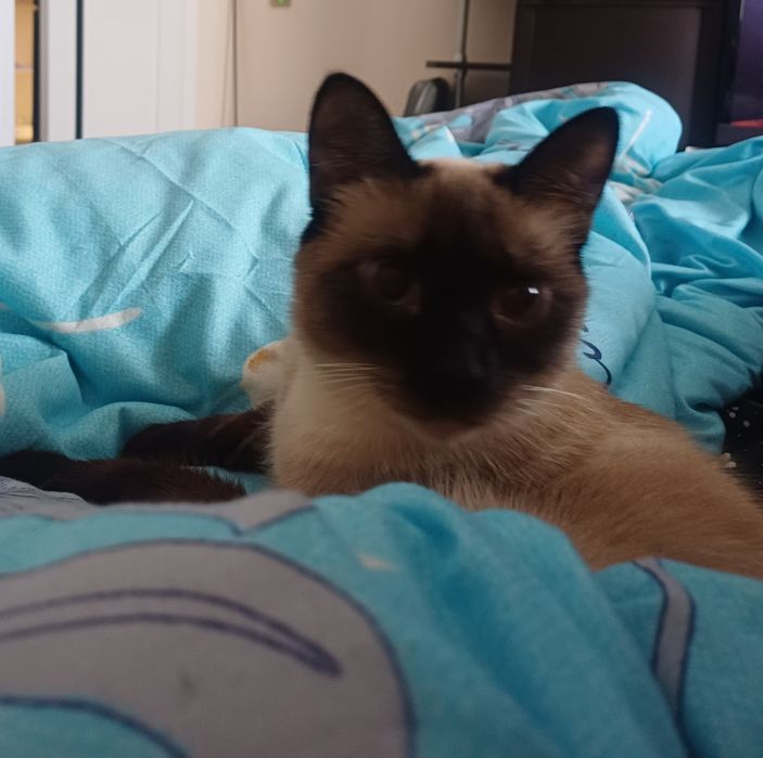 Отдам кошку в добрые руки