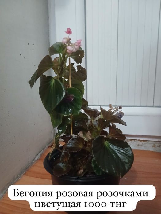 Домашние цветы ухоженные