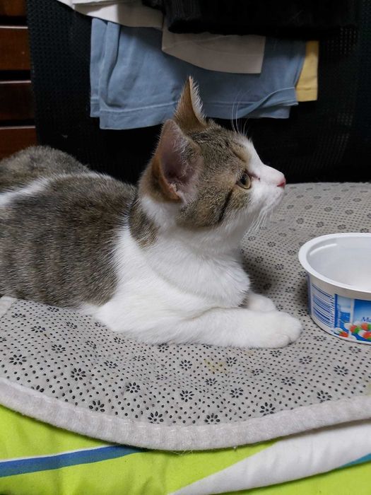 Ofer adoptie motanel de 3 luni
