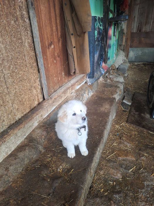 Каракачанско кученце