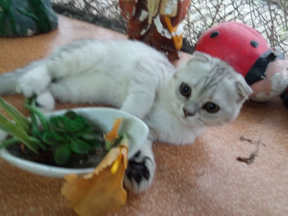 Котенок серебро  британец фолд