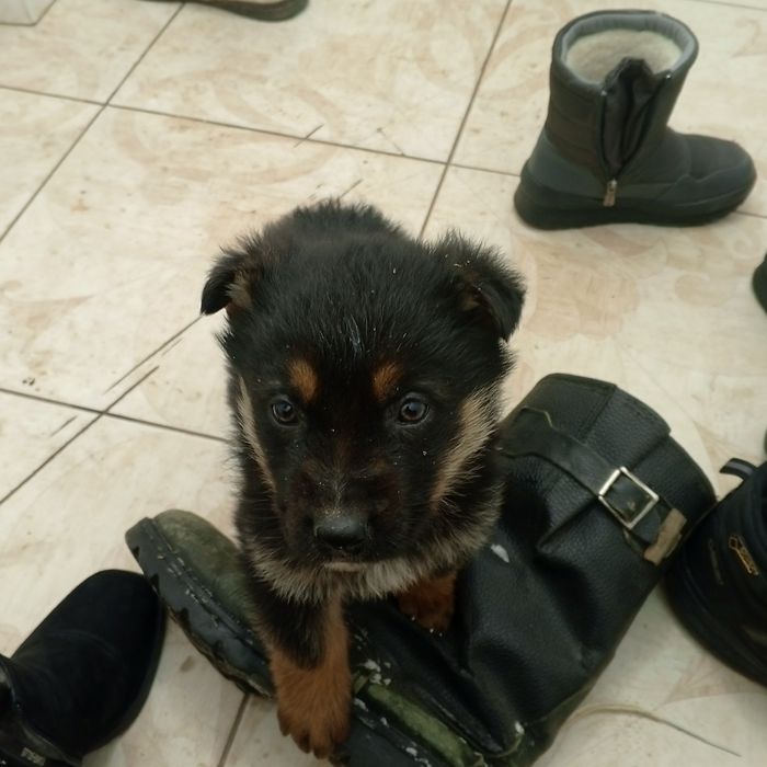 Авчарка кушік еркек