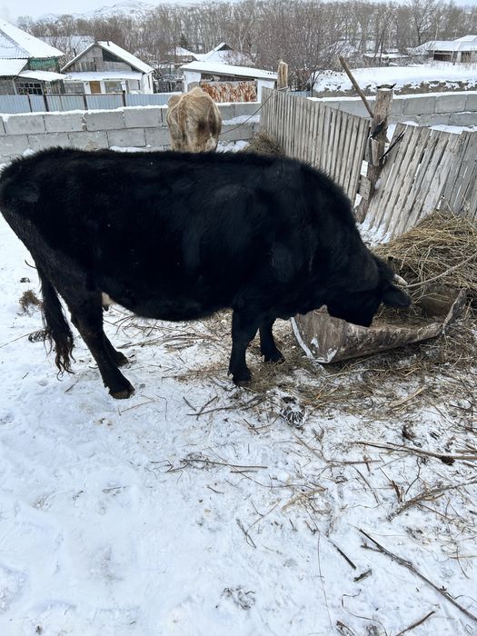 Корова и быки продам