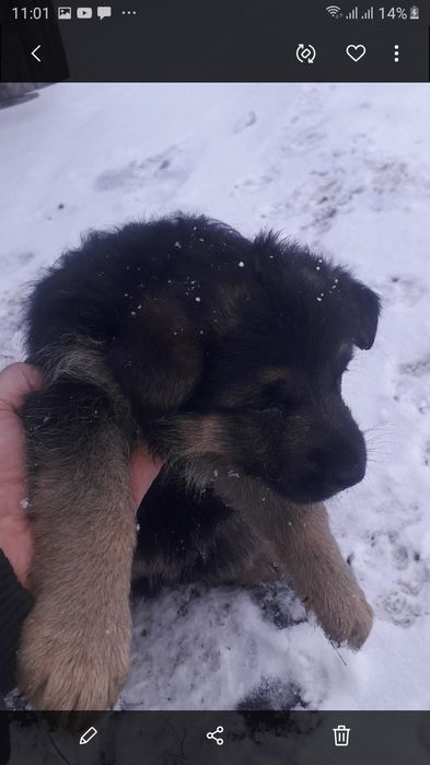 Продам щенят немецкой овчарки девочки