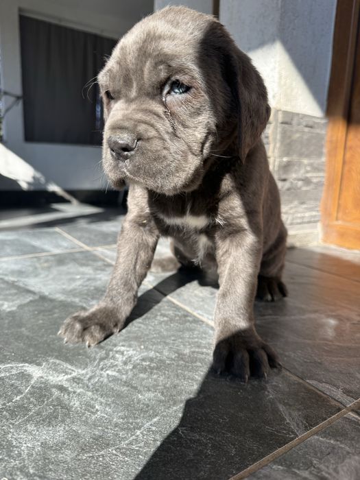 Pui Cane Corso