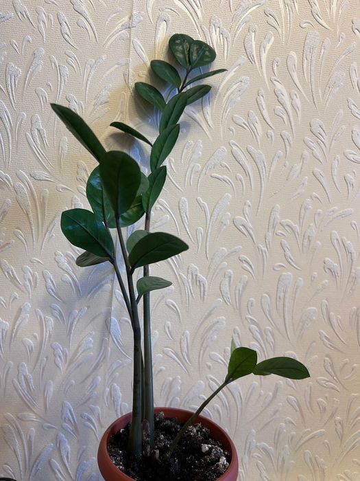 Замиокулькас(долларовое дерево) отдам.