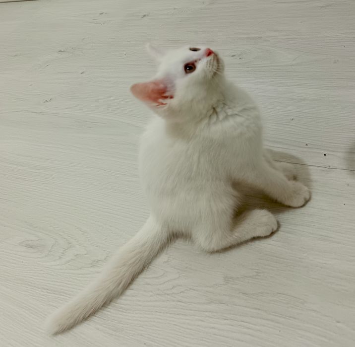 Зотдор пишик сотилади