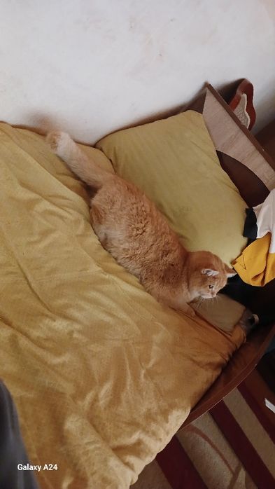 Шиншила страйт +