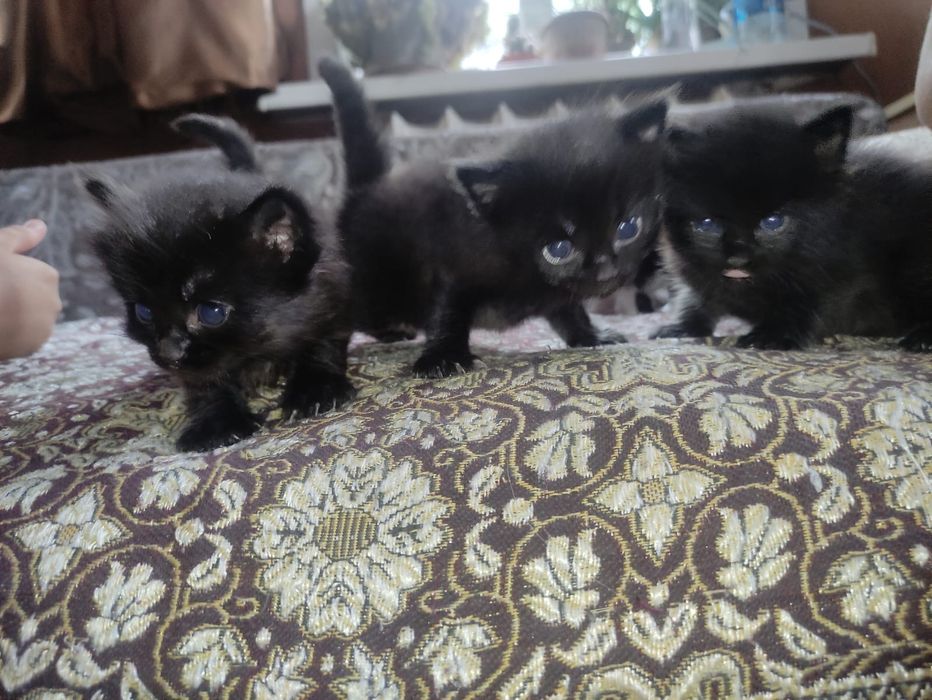 Отдам котят в хорошие руки